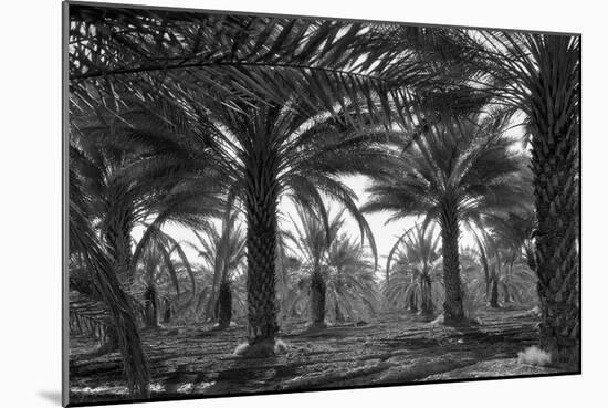 Date Palms-Dorothea Lange-Mounted Art Print