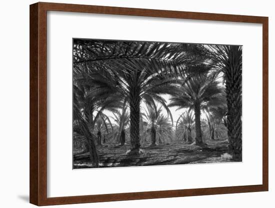 Date Palms-Dorothea Lange-Framed Art Print