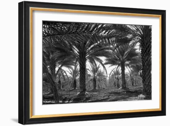 Date Palms-Dorothea Lange-Framed Art Print