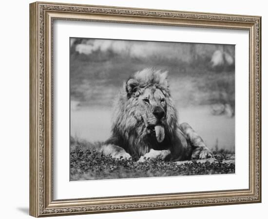 Date Unknownfrazier 19 Year Old Lion at Lion Country Safari South of Los Angeles-Ralph Crane-Framed Photographic Print
