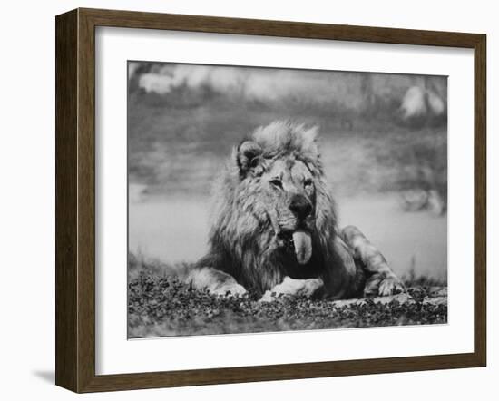 Date Unknownfrazier 19 Year Old Lion at Lion Country Safari South of Los Angeles-Ralph Crane-Framed Photographic Print