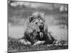 Date Unknownfrazier 19 Year Old Lion at Lion Country Safari South of Los Angeles-Ralph Crane-Mounted Photographic Print