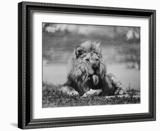 Date Unknownfrazier 19 Year Old Lion at Lion Country Safari South of Los Angeles-Ralph Crane-Framed Photographic Print