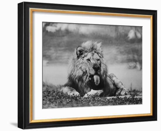 Date Unknownfrazier 19 Year Old Lion at Lion Country Safari South of Los Angeles-Ralph Crane-Framed Photographic Print