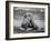 Date Unknownfrazier 19 Year Old Lion at Lion Country Safari South of Los Angeles-Ralph Crane-Framed Photographic Print