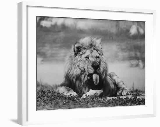 Date Unknownfrazier 19 Year Old Lion at Lion Country Safari South of Los Angeles-Ralph Crane-Framed Photographic Print