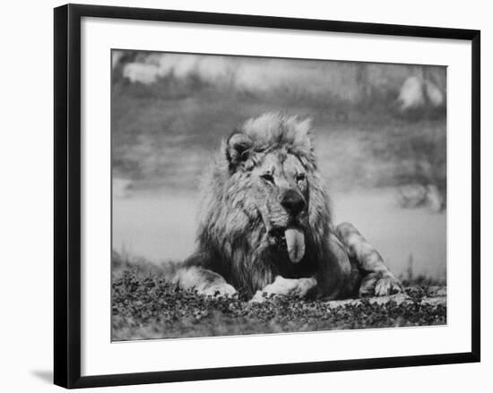 Date Unknownfrazier 19 Year Old Lion at Lion Country Safari South of Los Angeles-Ralph Crane-Framed Photographic Print