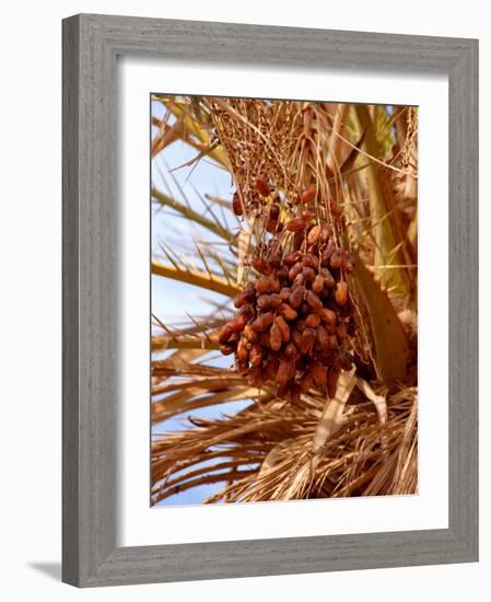 Dates on a Date Palm, Mafo, Ubari, Libya, North Africa, Africa-Godong-Framed Photographic Print