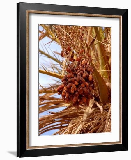 Dates on a Date Palm, Mafo, Ubari, Libya, North Africa, Africa-Godong-Framed Photographic Print