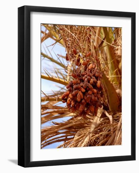 Dates on a Date Palm, Mafo, Ubari, Libya, North Africa, Africa-Godong-Framed Photographic Print