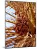 Dates on a Date Palm, Mafo, Ubari, Libya, North Africa, Africa-Godong-Mounted Photographic Print