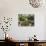 Dates, Walnuts and Figs For Sale in the Souk of the Old Medina of Fez, Morocco, North Africa-Michael Runkel-Photographic Print displayed on a wall