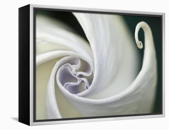 Datura Flower Close-Up, Pennsylvania, USA-Nancy Rotenberg-Framed Premier Image Canvas