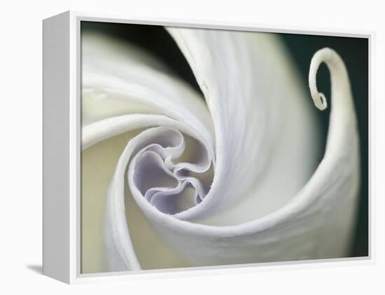 Datura Flower Close-Up, Pennsylvania, USA-Nancy Rotenberg-Framed Premier Image Canvas