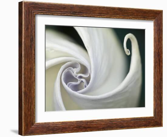 Datura Flower Close-Up, Pennsylvania, USA-Nancy Rotenberg-Framed Photographic Print