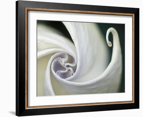 Datura Flower Close-Up, Pennsylvania, USA-Nancy Rotenberg-Framed Photographic Print