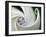 Datura Flower Close-Up, Pennsylvania, USA-Nancy Rotenberg-Framed Photographic Print