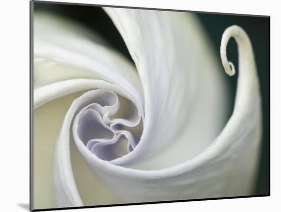 Datura Flower Close-Up, Pennsylvania, USA-Nancy Rotenberg-Mounted Photographic Print