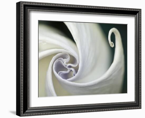 Datura Flower Close-Up, Pennsylvania, USA-Nancy Rotenberg-Framed Photographic Print