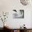 Datura Flower Close-Up, Pennsylvania, USA-Nancy Rotenberg-Photographic Print displayed on a wall