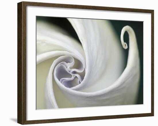 Datura Flower Close-Up, Pennsylvania, USA-Nancy Rotenberg-Framed Photographic Print