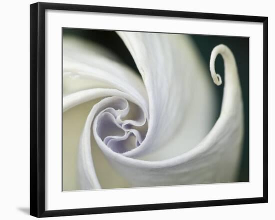 Datura Flower Close-Up, Pennsylvania, USA-Nancy Rotenberg-Framed Photographic Print