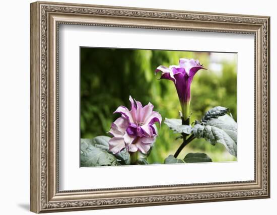 Datura, Flowers, Plant-Sweet Ink-Framed Photographic Print