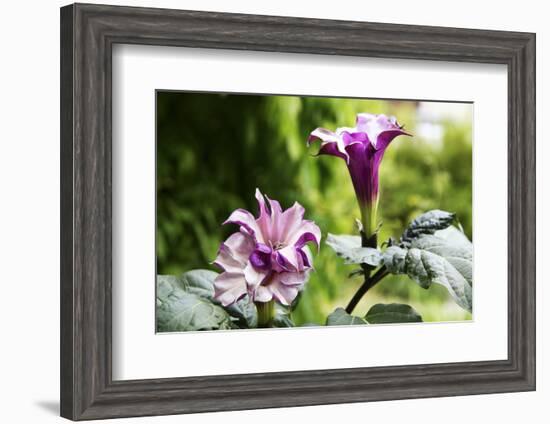 Datura, Flowers, Plant-Sweet Ink-Framed Photographic Print