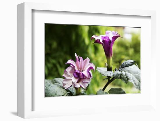 Datura, Flowers, Plant-Sweet Ink-Framed Photographic Print