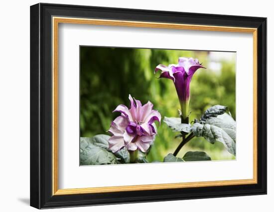 Datura, Flowers, Plant-Sweet Ink-Framed Photographic Print