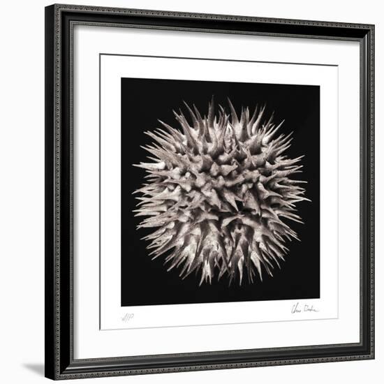 Datura I-Chris Dunker-Framed Collectable Print