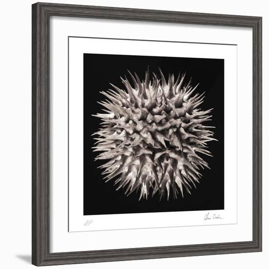 Datura I-Chris Dunker-Framed Collectable Print