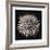 Datura I-Chris Dunker-Framed Collectable Print