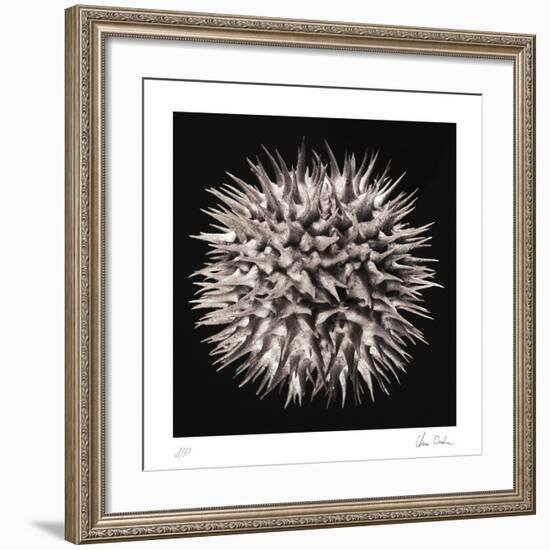 Datura I-Chris Dunker-Framed Collectable Print