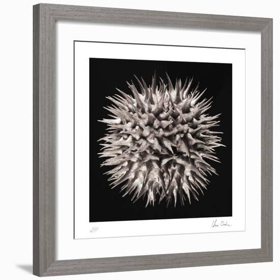 Datura I-Chris Dunker-Framed Collectable Print