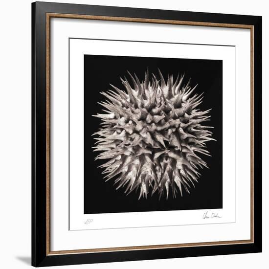 Datura I-Chris Dunker-Framed Collectable Print