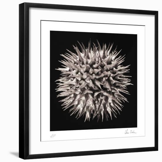 Datura I-Chris Dunker-Framed Collectable Print
