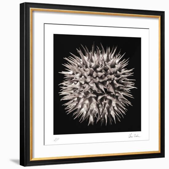 Datura I-Chris Dunker-Framed Collectable Print