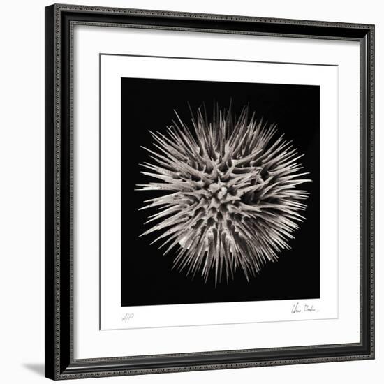 Datura II-Chris Dunker-Framed Collectable Print