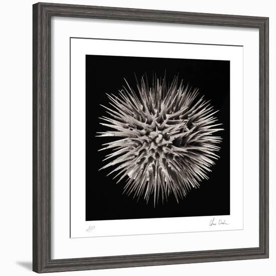 Datura II-Chris Dunker-Framed Collectable Print