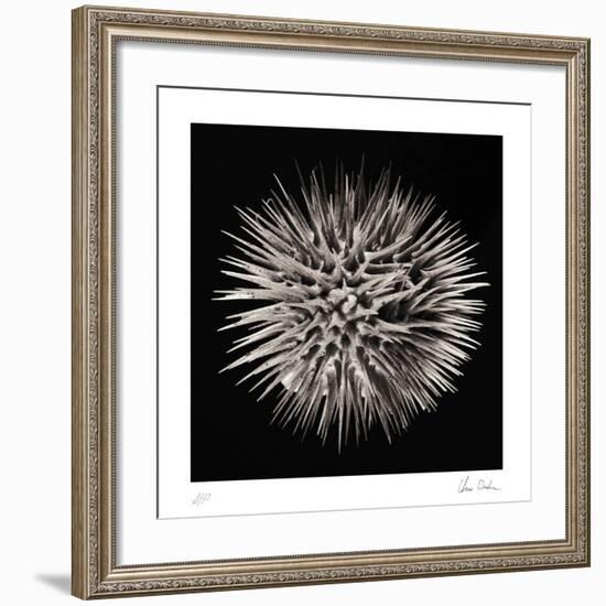 Datura II-Chris Dunker-Framed Collectable Print