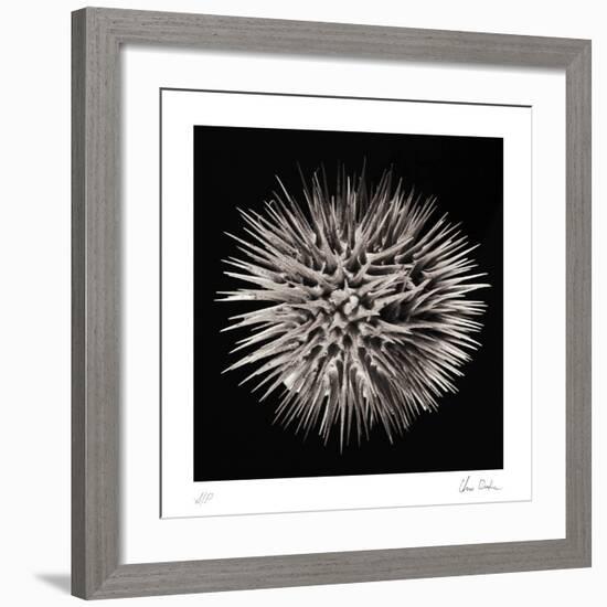 Datura II-Chris Dunker-Framed Collectable Print