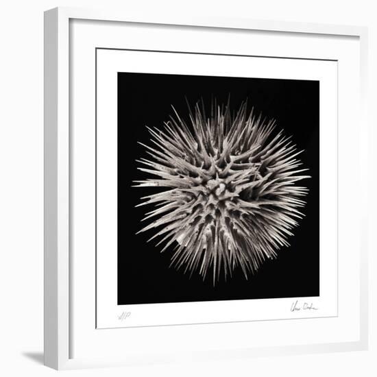 Datura II-Chris Dunker-Framed Collectable Print