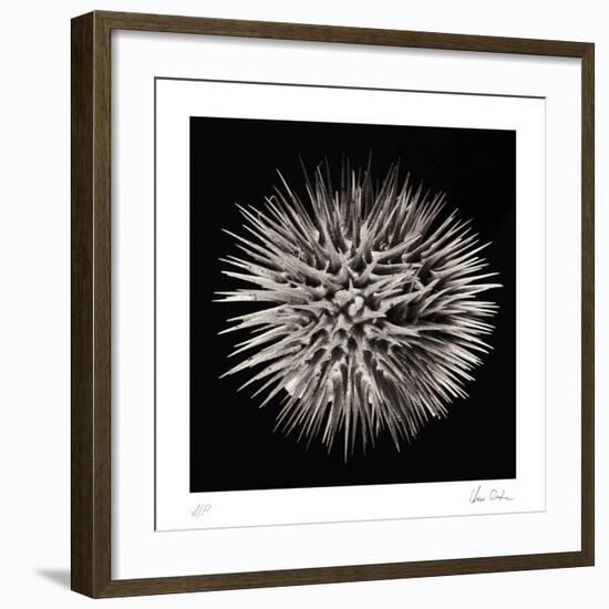 Datura II-Chris Dunker-Framed Collectable Print