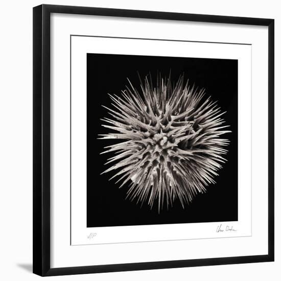 Datura II-Chris Dunker-Framed Collectable Print