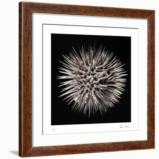 Datura II-Chris Dunker-Framed Collectable Print