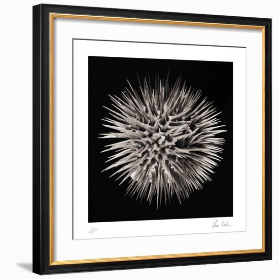 Datura II-Chris Dunker-Framed Collectable Print