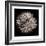 Datura III-Chris Dunker-Framed Collectable Print