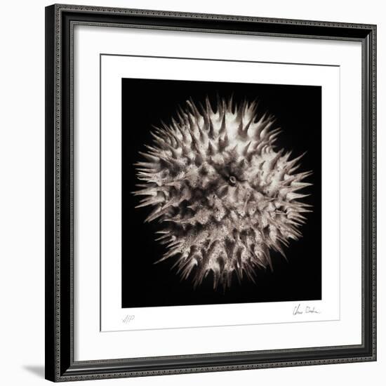 Datura III-Chris Dunker-Framed Collectable Print