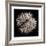 Datura III-Chris Dunker-Framed Collectable Print